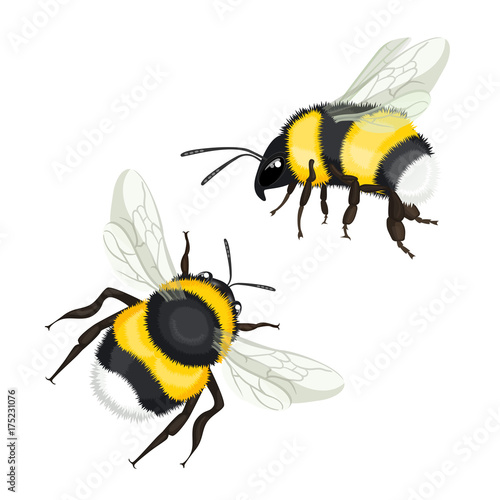 Fotografía Two bumble bees with wings flying vector illustration isolated