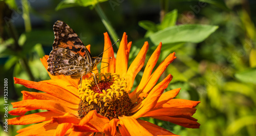 Zdjęcie XXL pomalowana karmiąca motylka na jasnopomarańczowej cynie