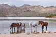 © David - Saguaro Lake Wild Horses (Salt River)