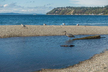 Canvas Print - Blue Heron On Shoreline 5