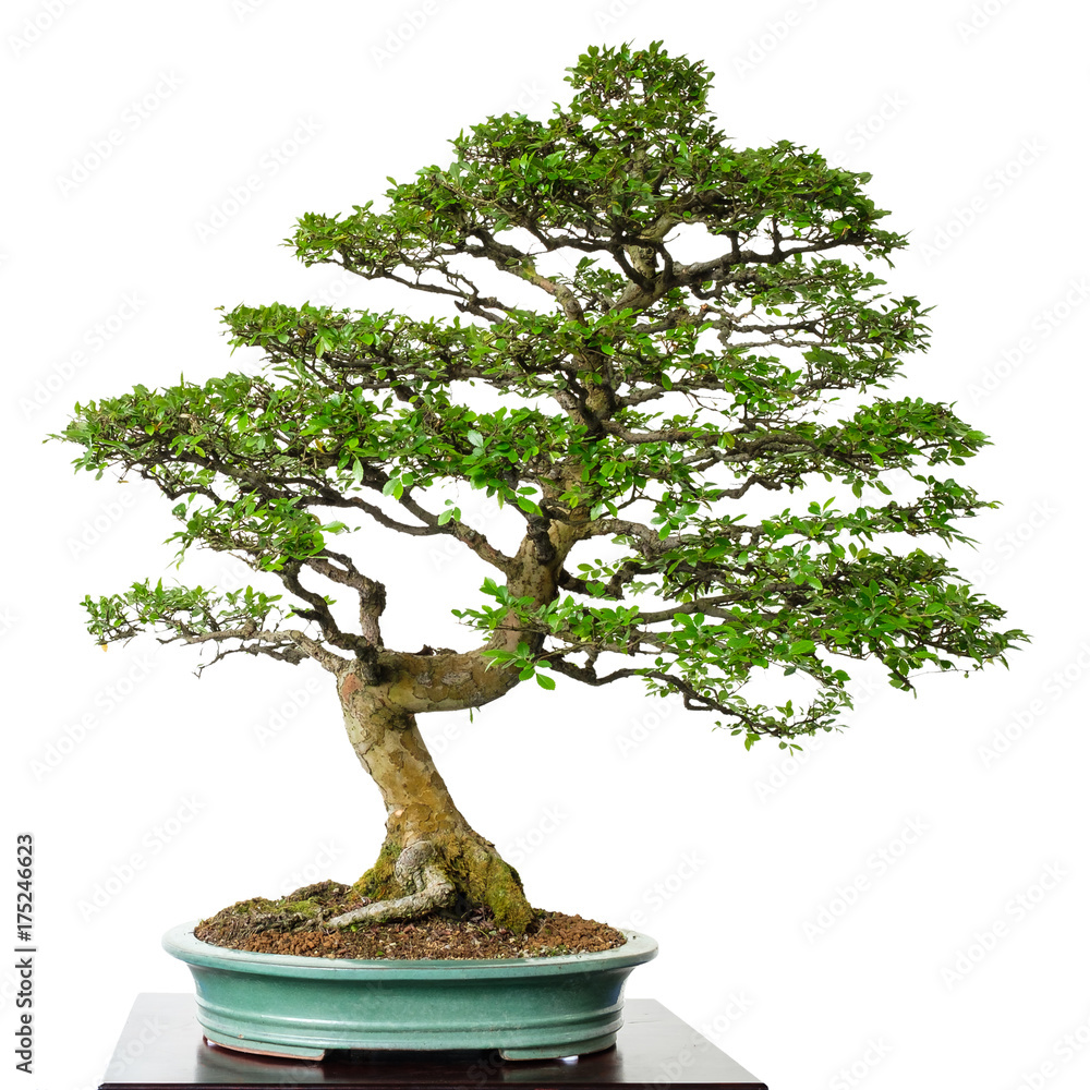 efeutute terrarium Scindapsus pictus, Efeutute  Tims-Terraristik