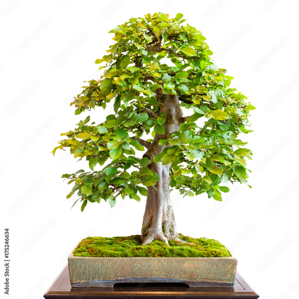 Stock-Foto Alte Hainbuche als Bonsai Baum mit mchtigen Baumstamm | Adobe  Stock