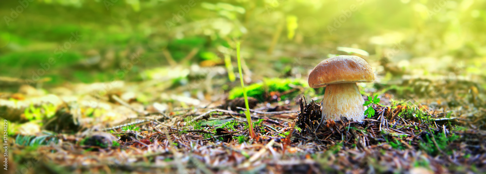 Porcini mushroom in the autumn forest. - obrazy, fototapety, plakaty 
