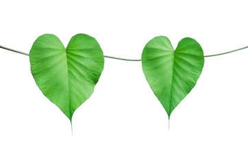 two green leaves with beautiful heart shaped on vine isolated on white background.