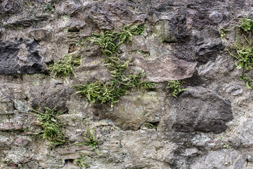 Wall Mural - ancient stone wall with weeds and ferny growing in cracks