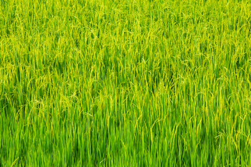 Rice field