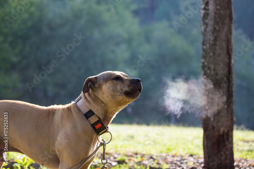 dog barking necklace