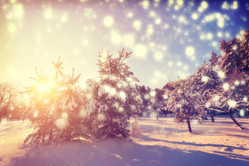 Wall Mural - Christmas morning in park