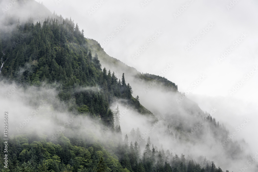 landscape of slope mountain with forest and pine tree with mist or
