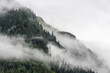 landscape of slope mountain with forest and pine tree with mist or thick fog