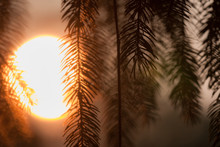 Sunset Through Vertical Fir Tree Branches