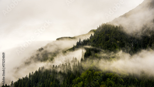 fog on mountain top with pine tree