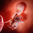 3d rendered medically accurate illustration of a fetus week 25