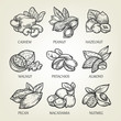 Sketch of different kinds of nuts. Vector illustration with isolated kernels collection.