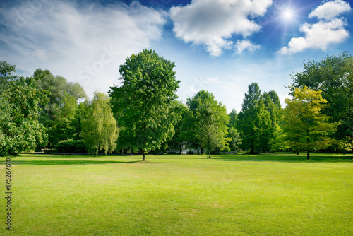 Fotomural Bright summer sunny day in park with green fresh grass and trees.