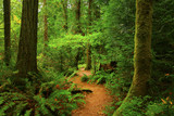 Fototapeta Las - a picture of an Pacific Northwest forest trail