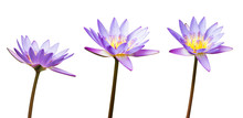 Purple Lotus Flower Or Water Lily Isolated On White Background. Have Clipping Path Easy For Cut Out. Flowers For Buddhism.