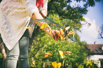 Wall Mural - Gardener woman raking up autumn leaves in garden. 