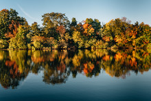 Autumn Leaves And Blue Sky Reflected In Pond