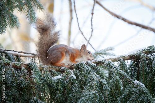Zdjęcie XXL Eurazjatycka czerwona wiewiórka na śnieżnym drzewie przy zimą
