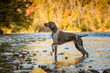 © Sherry Lemcke - German Shorthaired Pointer, pointing in a fall water scene