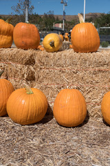 pumpkin patch