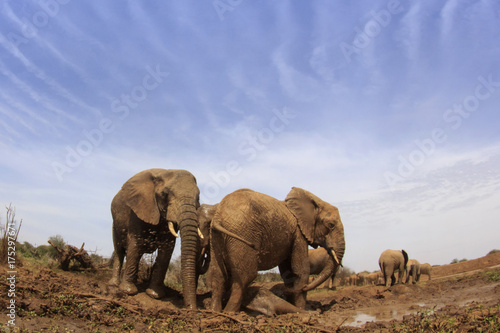 Plakat Słonie afrykańskie
