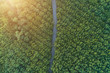 Aerial view of drone fly over of rubber plantation in Thailand