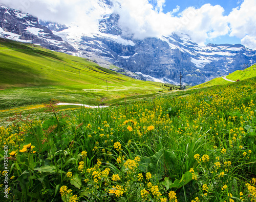 Foto Beautiful summer landscape panoramic view of the yellow wildflower field with majestic colorful Swiss mountain ranges and beautiful blue sky as a background