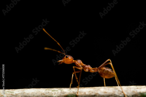 Plakat makro czerwona mrówka