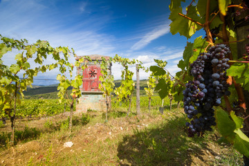 Wall Mural - Grapes in Tuscan vineyard landscape, Italy