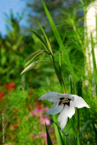 Glaieul D Abyssinie Gladiola Murielae Buy This Stock Photo And Explore Similar Images At Adobe Stock Adobe Stock