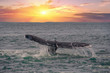 whale tail going down on sunset background