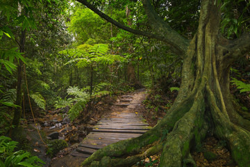 Wall Mural - Tropical jungle in Thailand