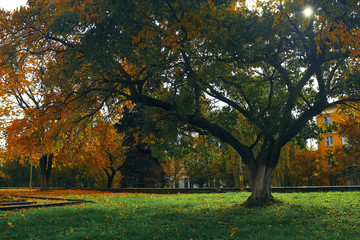 Trees with yellow foliage