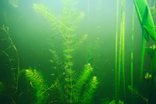 Green Grass Underwater