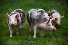 Happy Young Pigs Graze On Eco Animal Farm