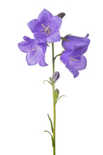 Four Bellflower Violet Blooms On Long Stem