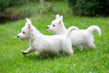 Purebred Adult West Highland White Terrier Dog On Grass In The Garden On A Sunny Day.