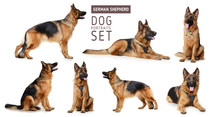 Set Of Portraits Of Fluffy German Shepherd Dog. The Symbol Of 2018 Year By Chinese Traditional Horoscope