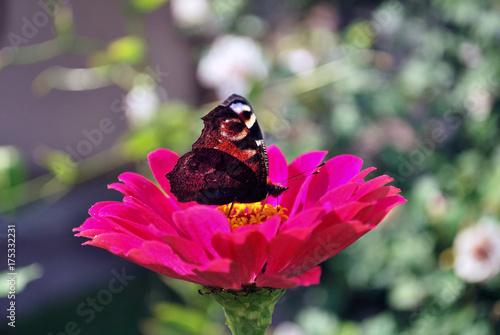 Plakat Motyli (europejski pawi) obsiadanie na różowym kwiacie