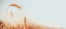 Image Of Wheat Crop On Blurred Background