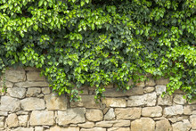 Leaves Of Ivy Covering Old Stone Wall.  Old Stone Wall. Green Ivy Leafs On A White Stone Wall Background. Green Ivy Leaf Background