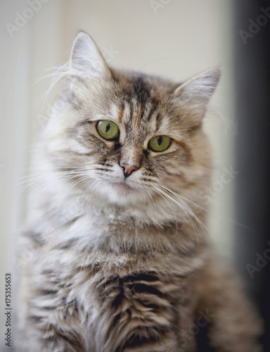 Zdjęcie XXL Portret piękny puszysty kot z zielonymi oczami