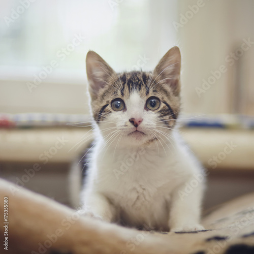 Plakat Kotek o białym kolorze z plamami w paski