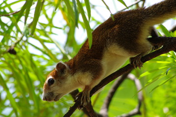 Squirrel on the tree