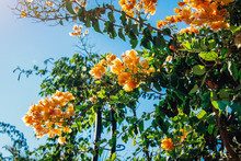 Branch Of Orange Bougainvillea Flowers On Blue Sky Background