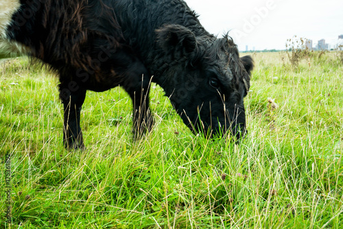 Zdjęcie XXL Free Range Cow Eating Amager Fælled