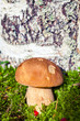 Mushroom on moss.