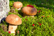 Mushrooms and red currant on moss.